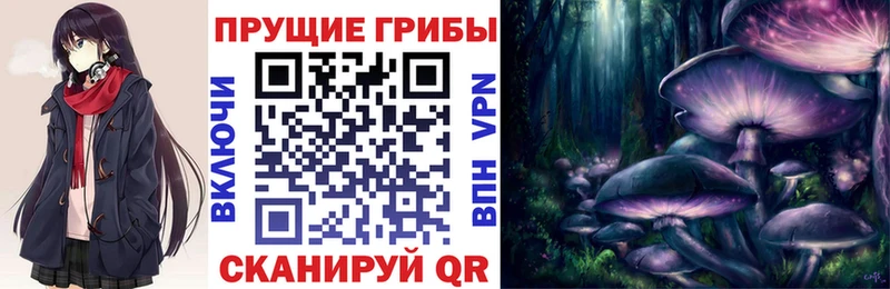 Купить  Курчалой  Псилоцибиновые грибы Psilocybe 